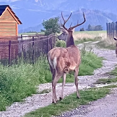 Widok Tatr Zakopane